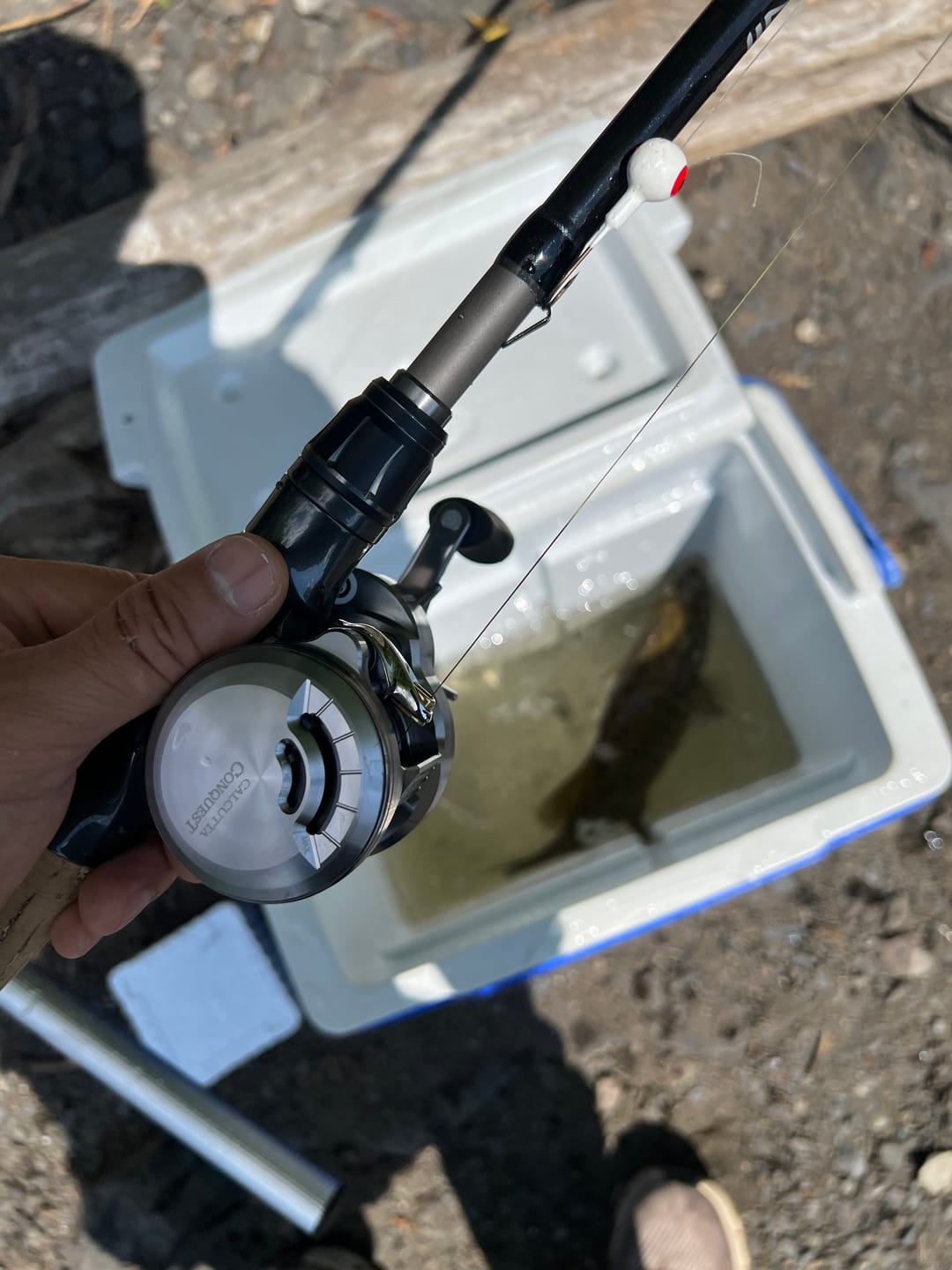 Customer photo review of Shimano 2026 CALCUTTA CONQUEST DC 200HG RIGHT