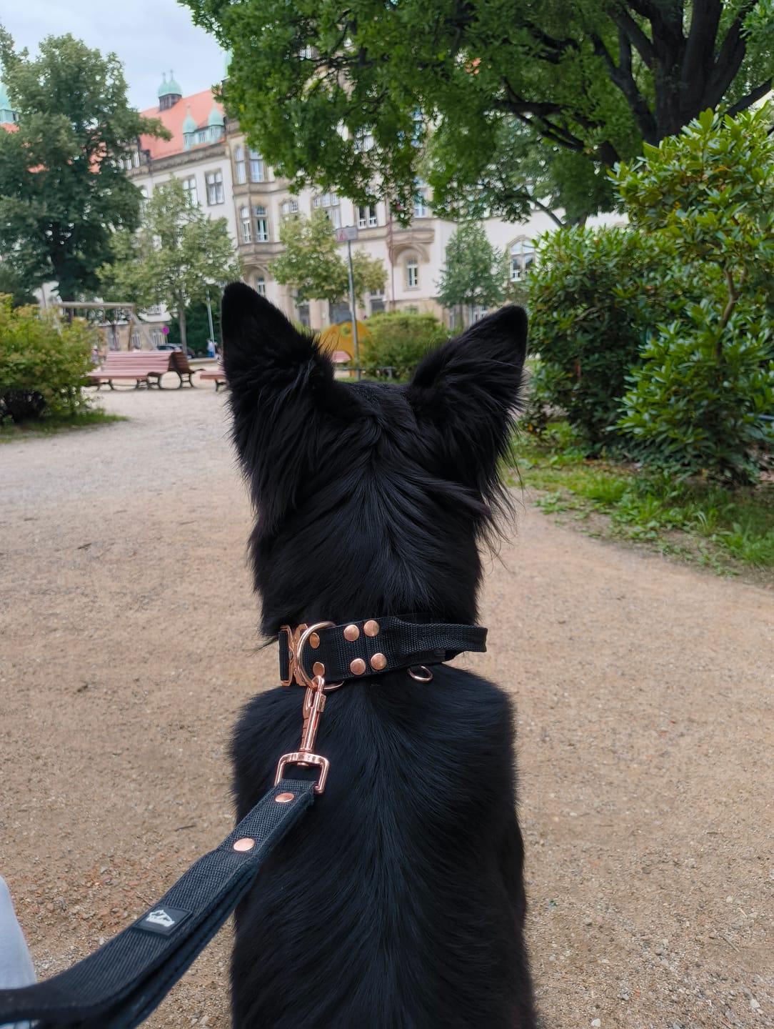 Customer photo review of Extreme Rose Buckle Svart - Starkt och säkert halsband