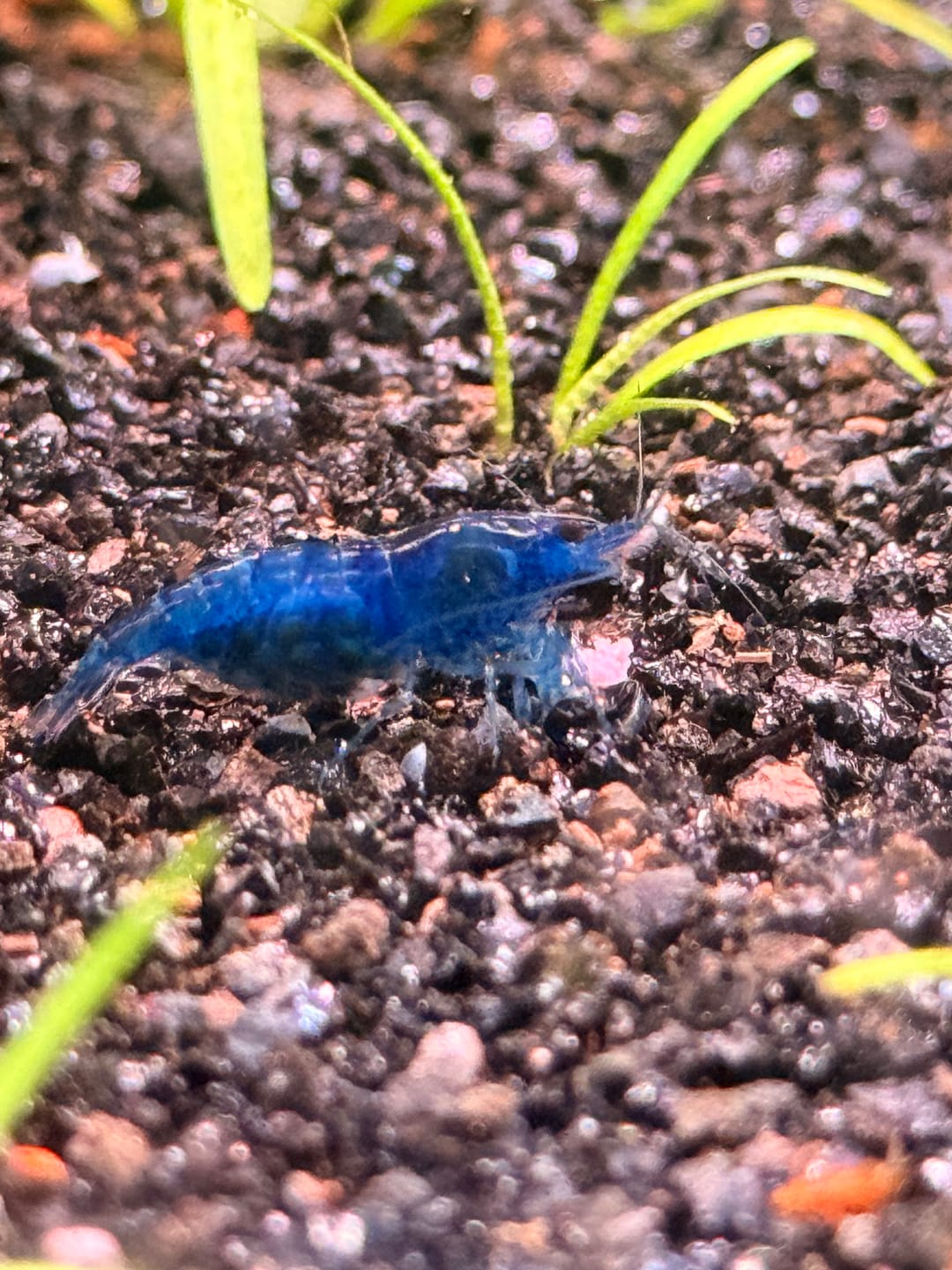 Customer photo review of Blue Dream Shrimp