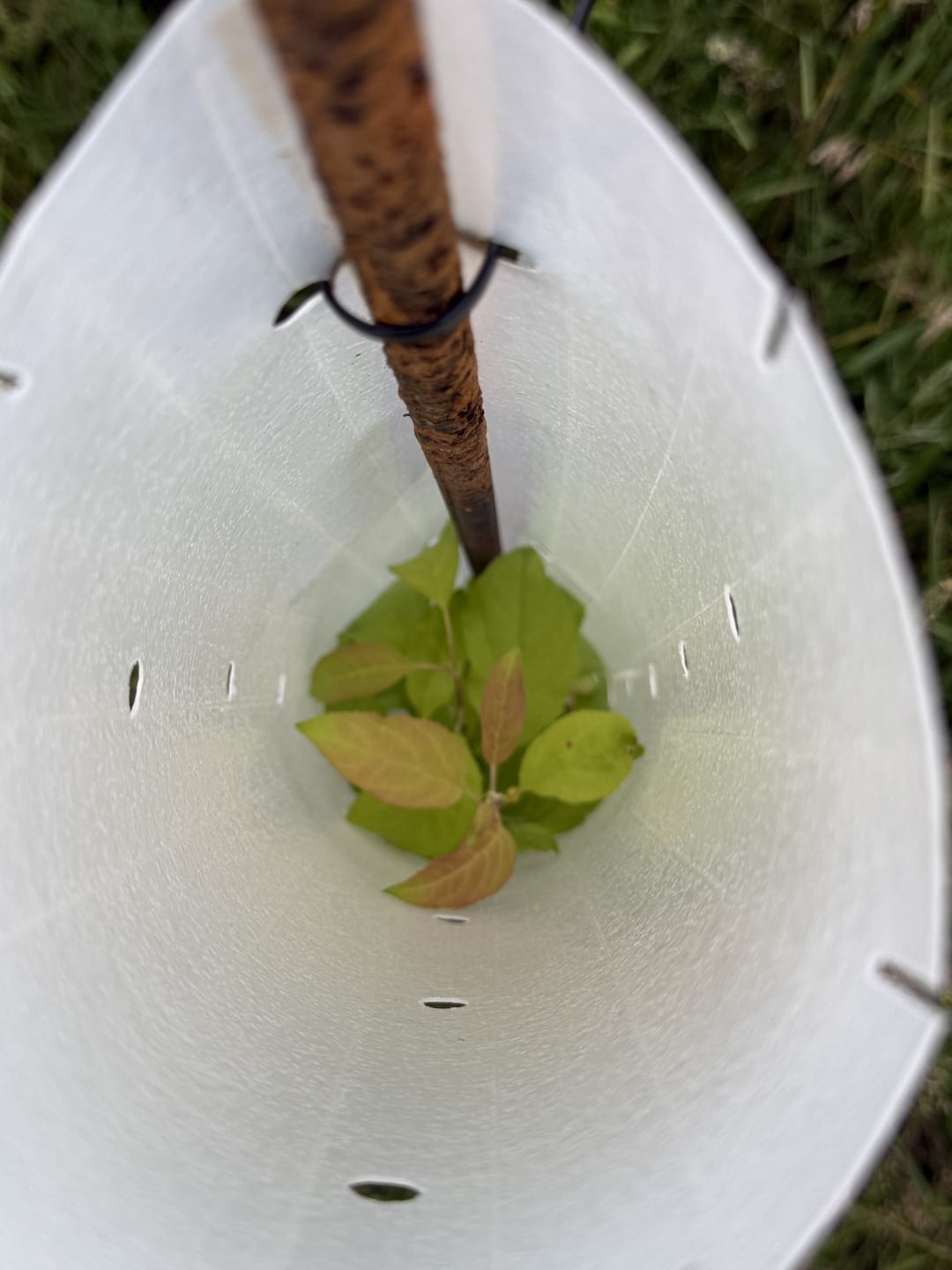 Customer photo review of Main Attraction™ Crabapple
