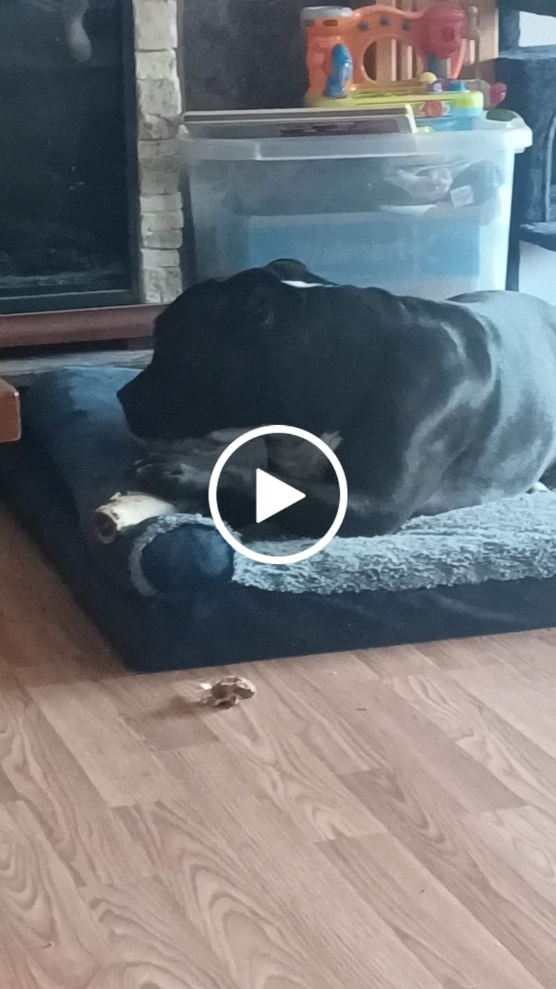 Customer video review of Large Ostrich Cane (11.5" x 5"): The Ultimate Long-Lasting Chew for Medium, Large & XL Dogs