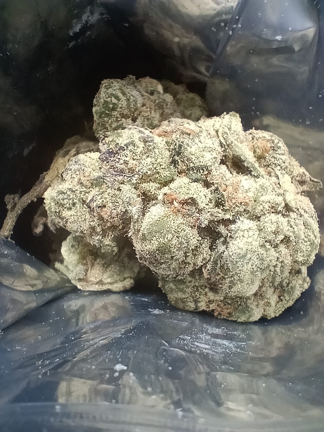 Customer photo review of Blueberry THCA Flower (Exotic)