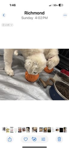 Customer photo review of FreezPumpkin Limited Halloween Edition Dog Toy