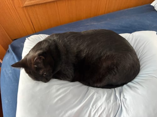 Customer photo review of Lune & Willow Pillow