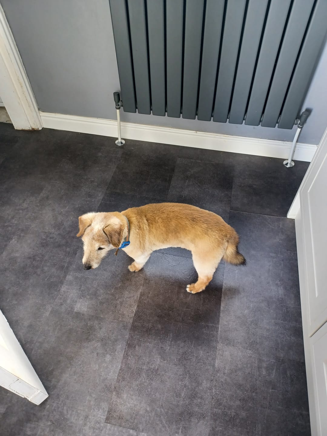 Customer photo review of Total Urinary Care Supplement For Dogs