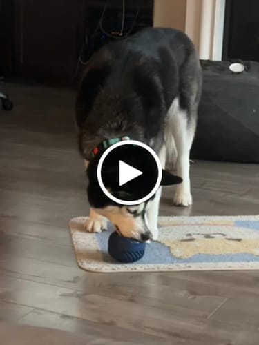 Customer photo review of FreezJumbo™ – Our Biggest & Toughest Enrichment Toy Ever