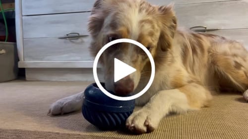 Customer photo review of FreezJumbo™ – Our Biggest & Toughest Enrichment Toy Ever