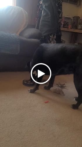 Customer photo review of Freezflower Cup -  Frozen Treat Cup for Calm, Happy Dogs