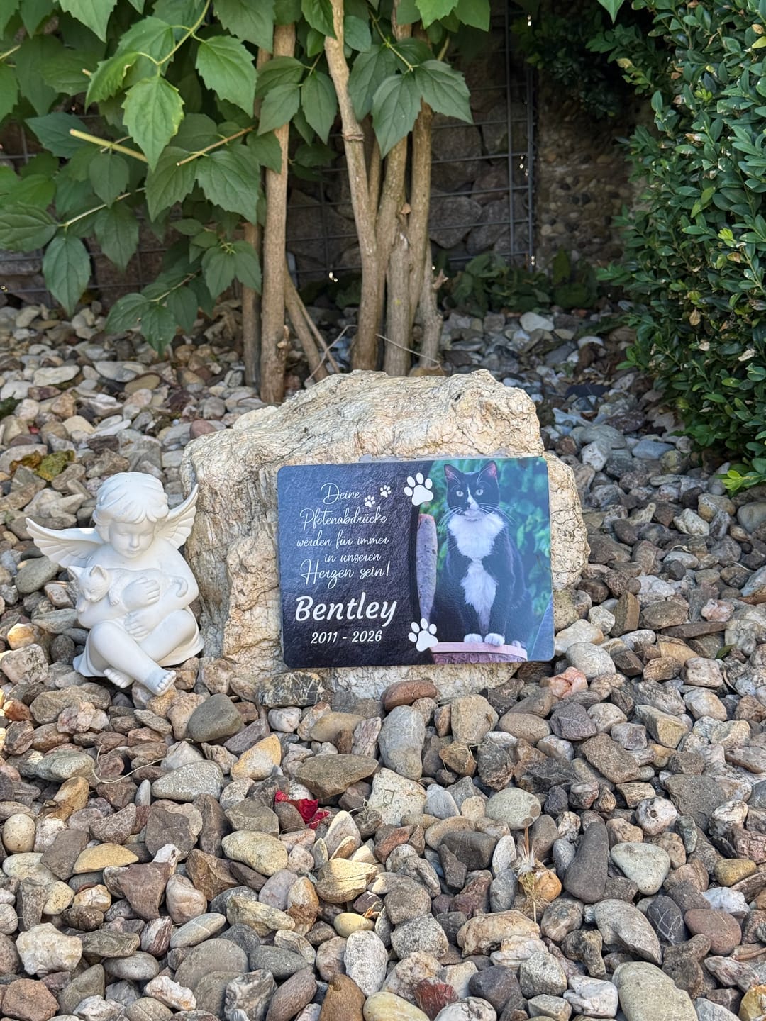 Customer photo review of Katzen Gedenktafel mit Foto & Spruch (UV- & Wetterfest)