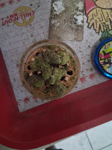 Gelato 41 - 28 Grams - Hybrid photo review