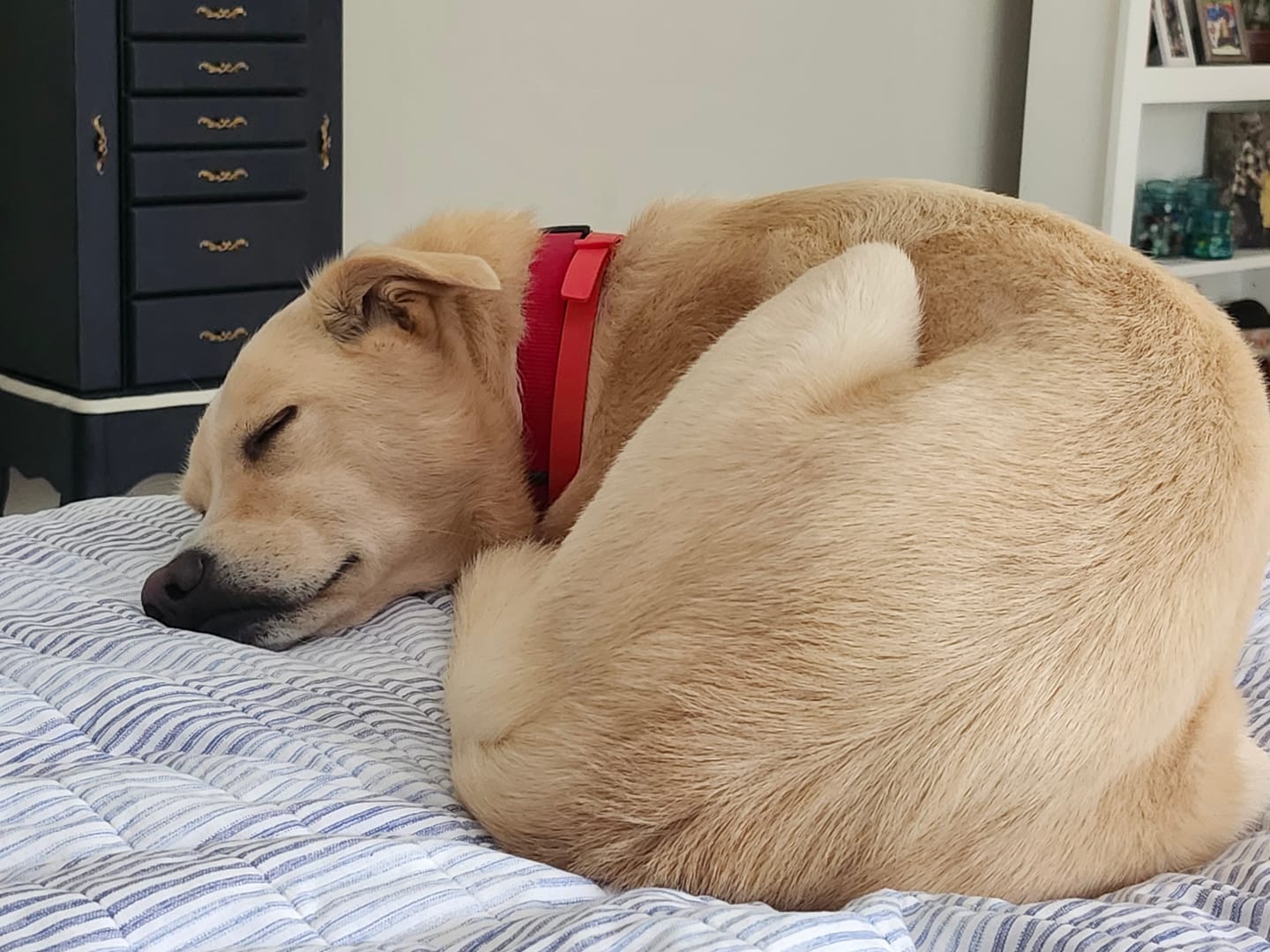 Customer photo review of FurLife™ - 8 Months All Natural Flea and Tick Collar for Dogs