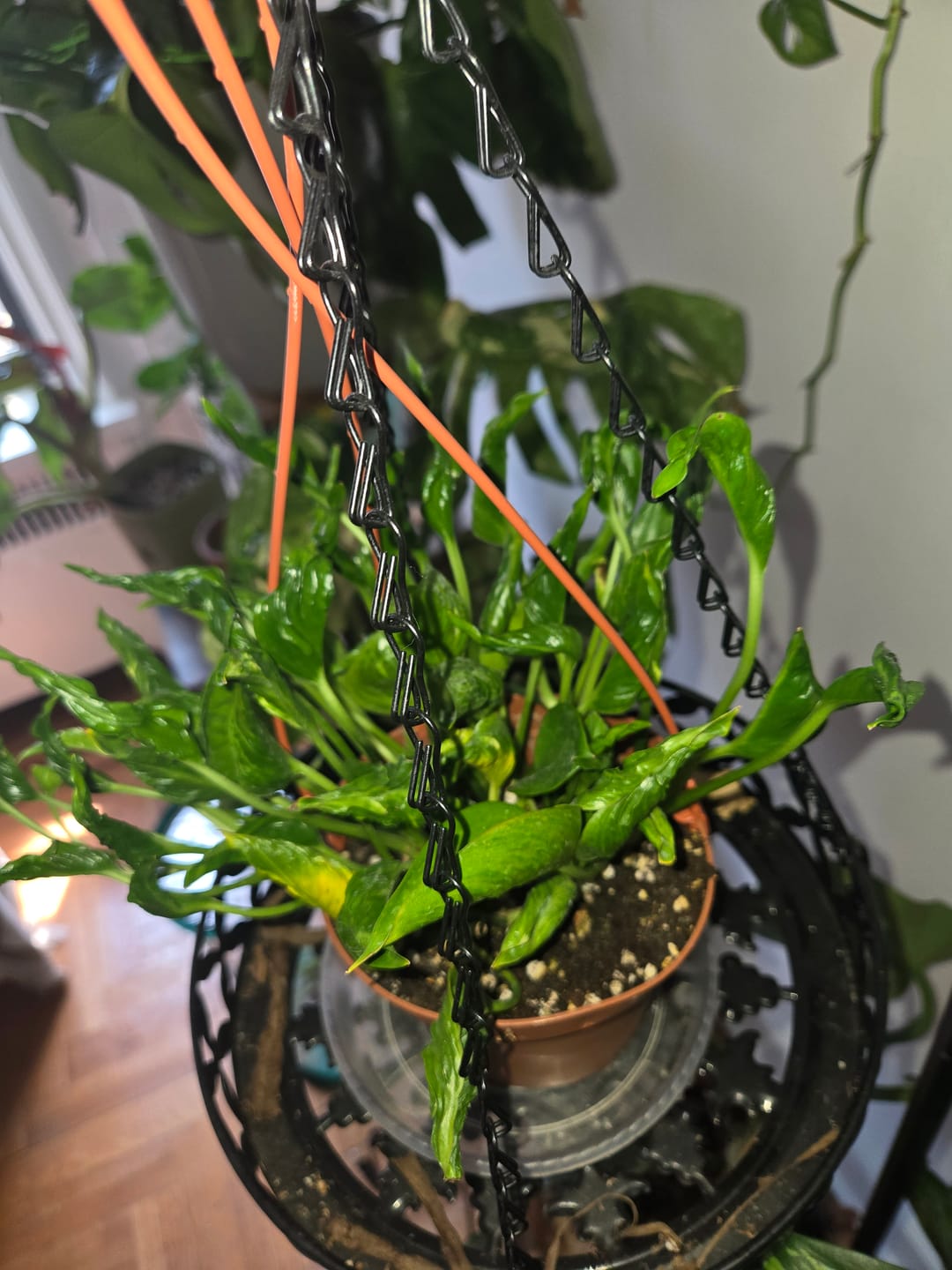 Customer photo review of Pothos Epipremnum aureum 'Shangri Ooh La La'