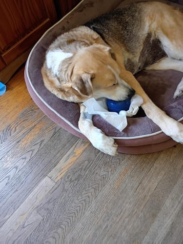 Customer photo review of FreezJumbo™ – Our Biggest & Toughest Enrichment Toy Ever