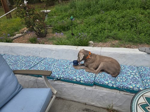 Customer photo review of Freezball - Durable Fillable Dog Chew Bone