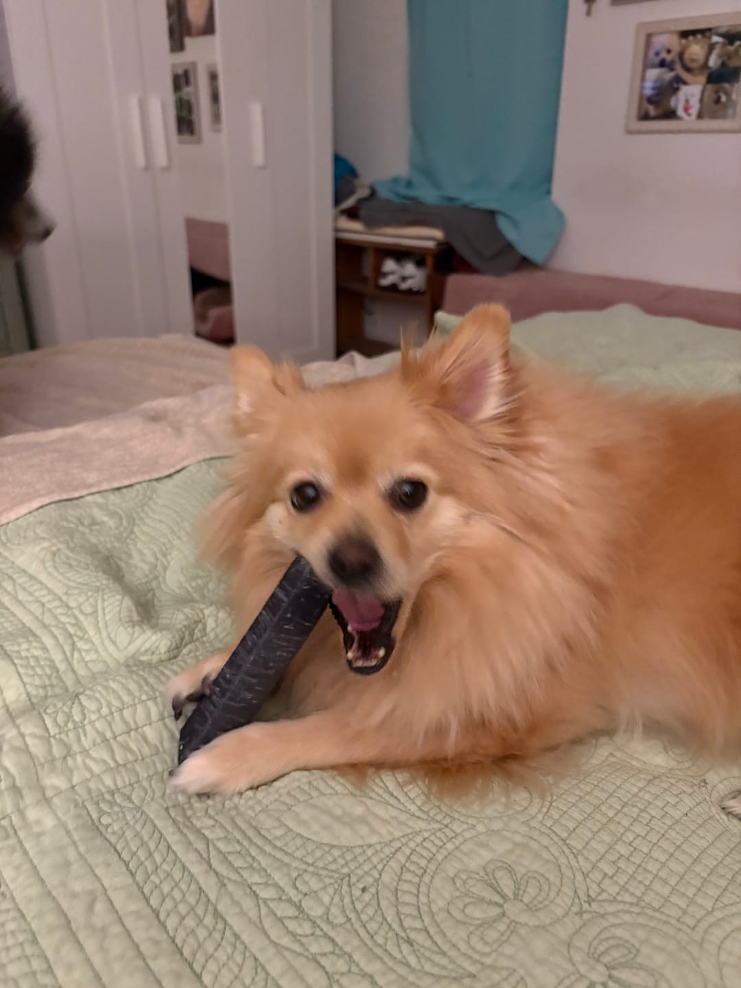 Customer photo review of Banana Yak Chews