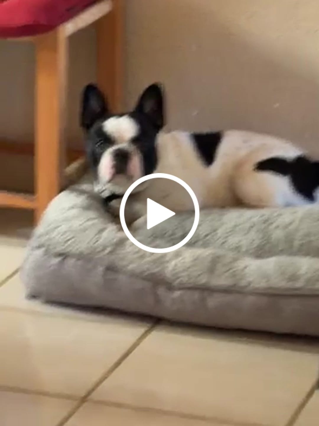 Customer video review of Cama Sofá para Perros