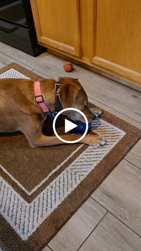 Customer photo review of Freezball - Durable Fillable Dog Chew Bone