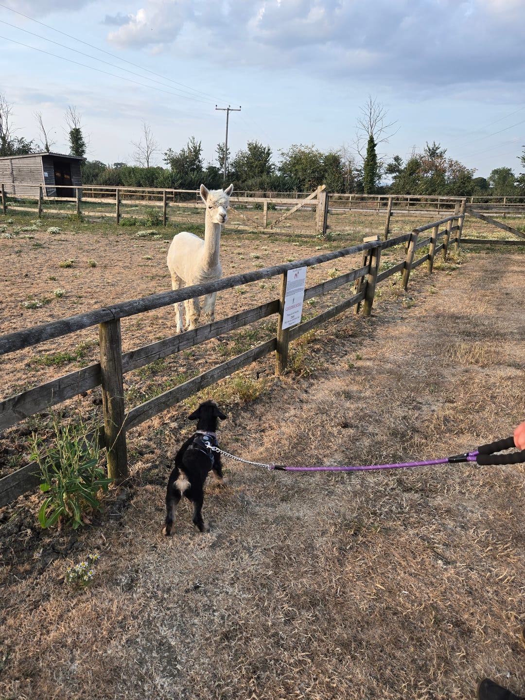Customer photo review of Trail & Glow Tweed Dog Harness - Colour Drops - Charcoal Tweed