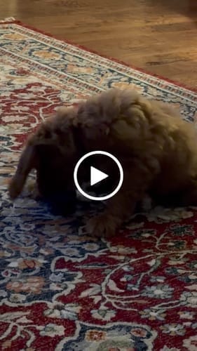 Customer photo review of Freezball - Durable Fillable Dog Chew Bone