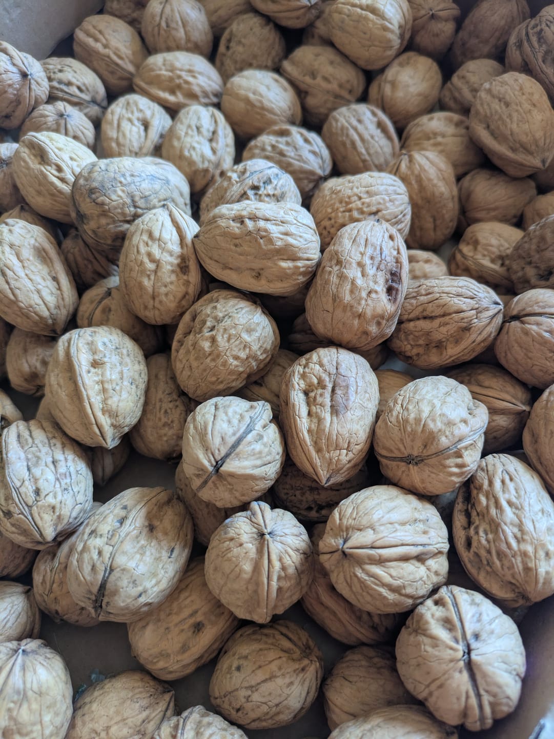 Customer photo review of Walnüsse „Franquette“ Bio original Grenoble AOP