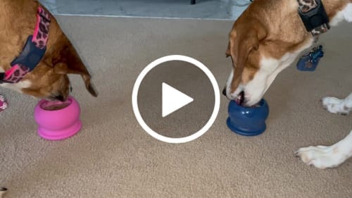 Customer photo review of Freezball - Durable Fillable Dog Chew Bone