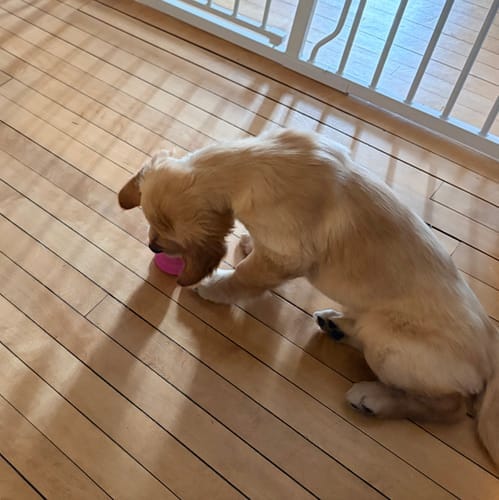 Customer photo review of Freezball - Durable Fillable Dog Chew Bone