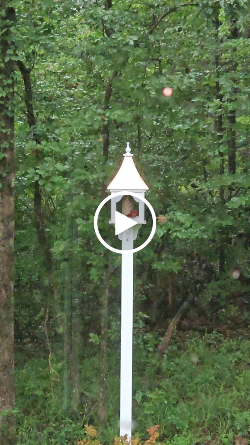 Customer video review of Arched Tube Copper Roof Bird Feeder