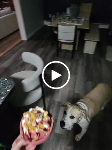 Customer photo review of FreezLava Heavy-Duty Enrichment Chew