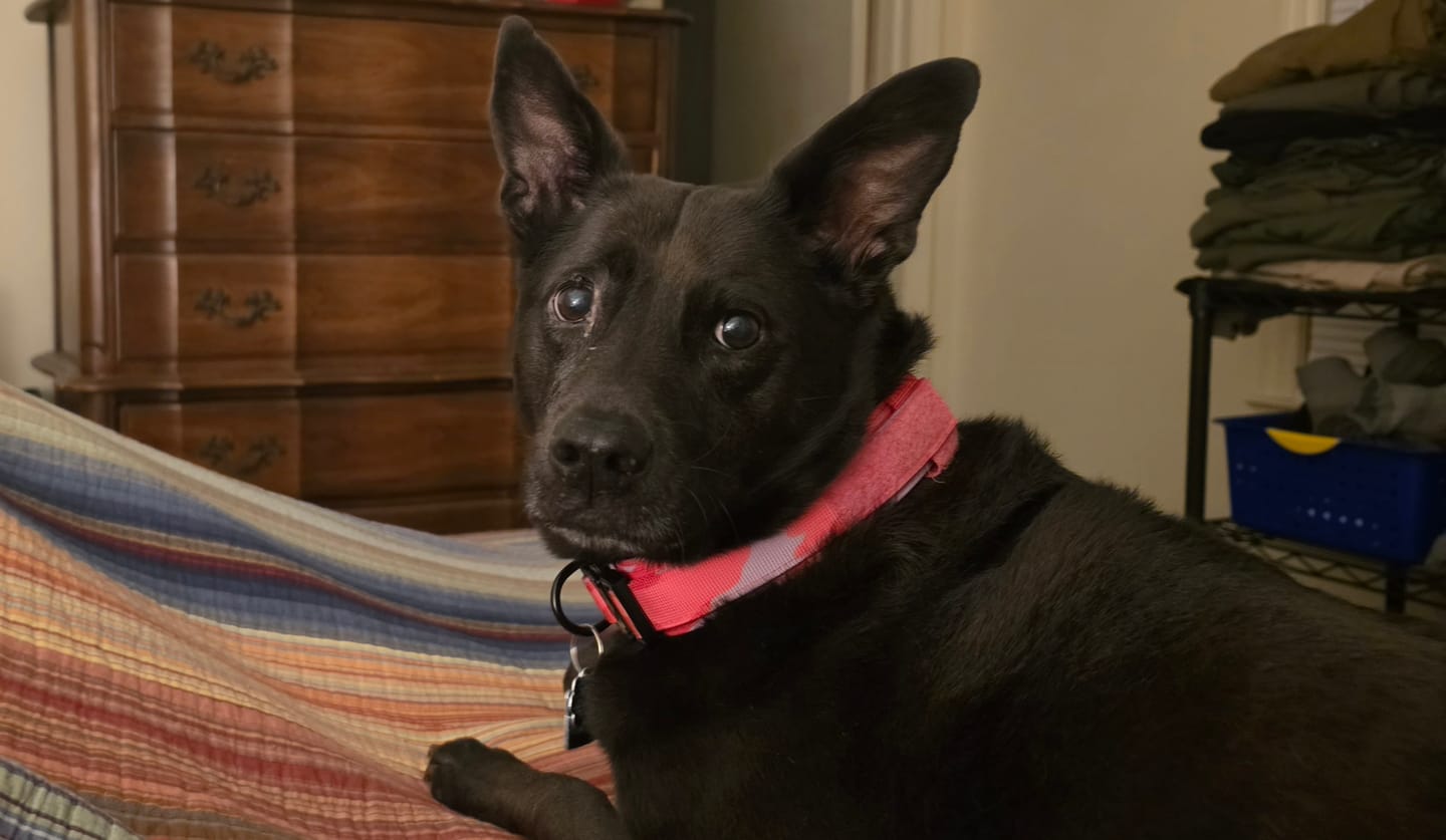 Customer photo review of Team K9® Tactical Dog Collar