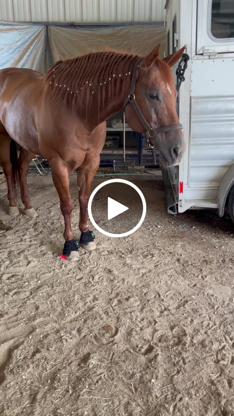 Customer video review of HorseHalo™ HaloLegs Mini