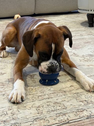 Customer photo review of Freezball - Durable Fillable Dog Chew Bone