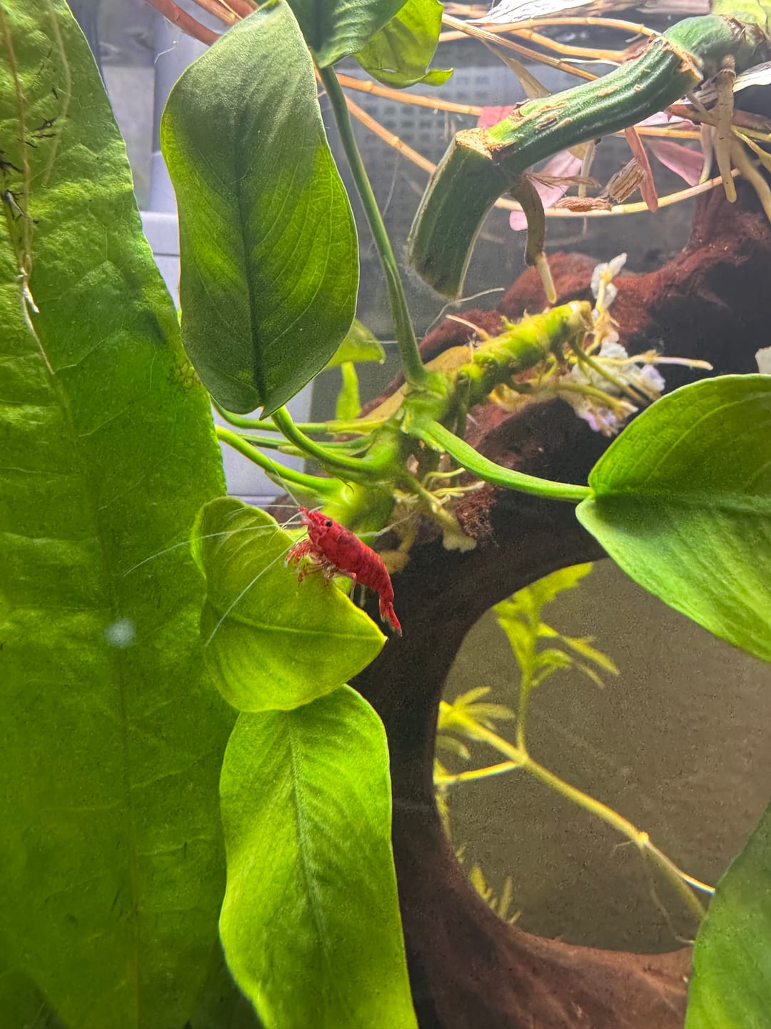 Customer photo review of Fire Red Cherry Shrimp