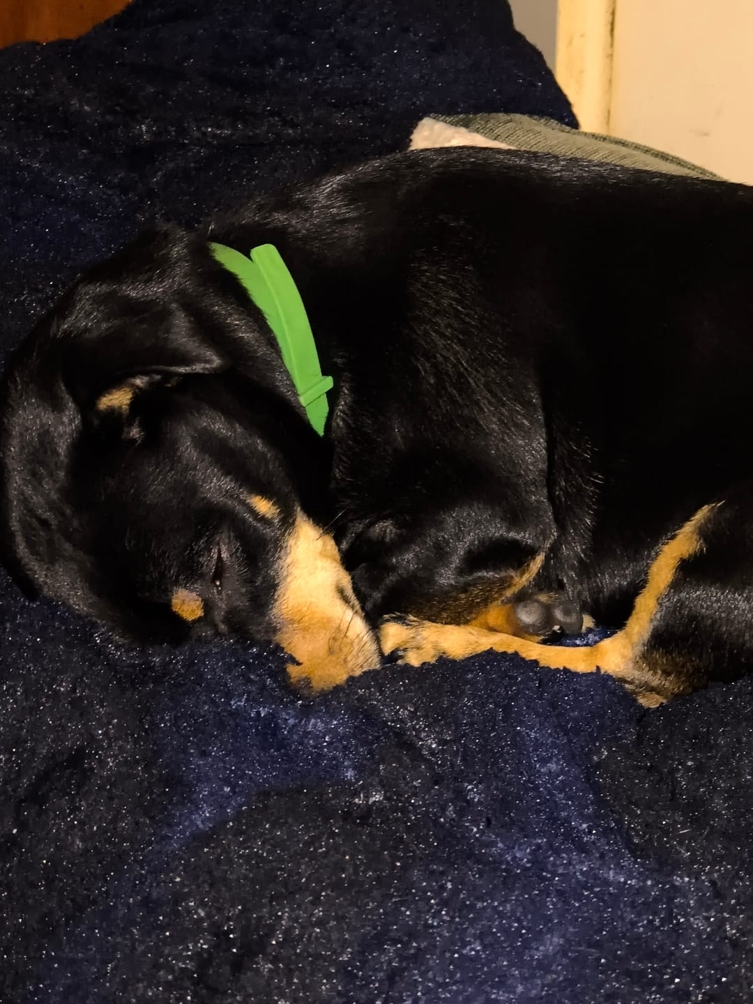 Customer photo review of FurLife™ - 8 Months All Natural Flea and Tick Collar for Dogs