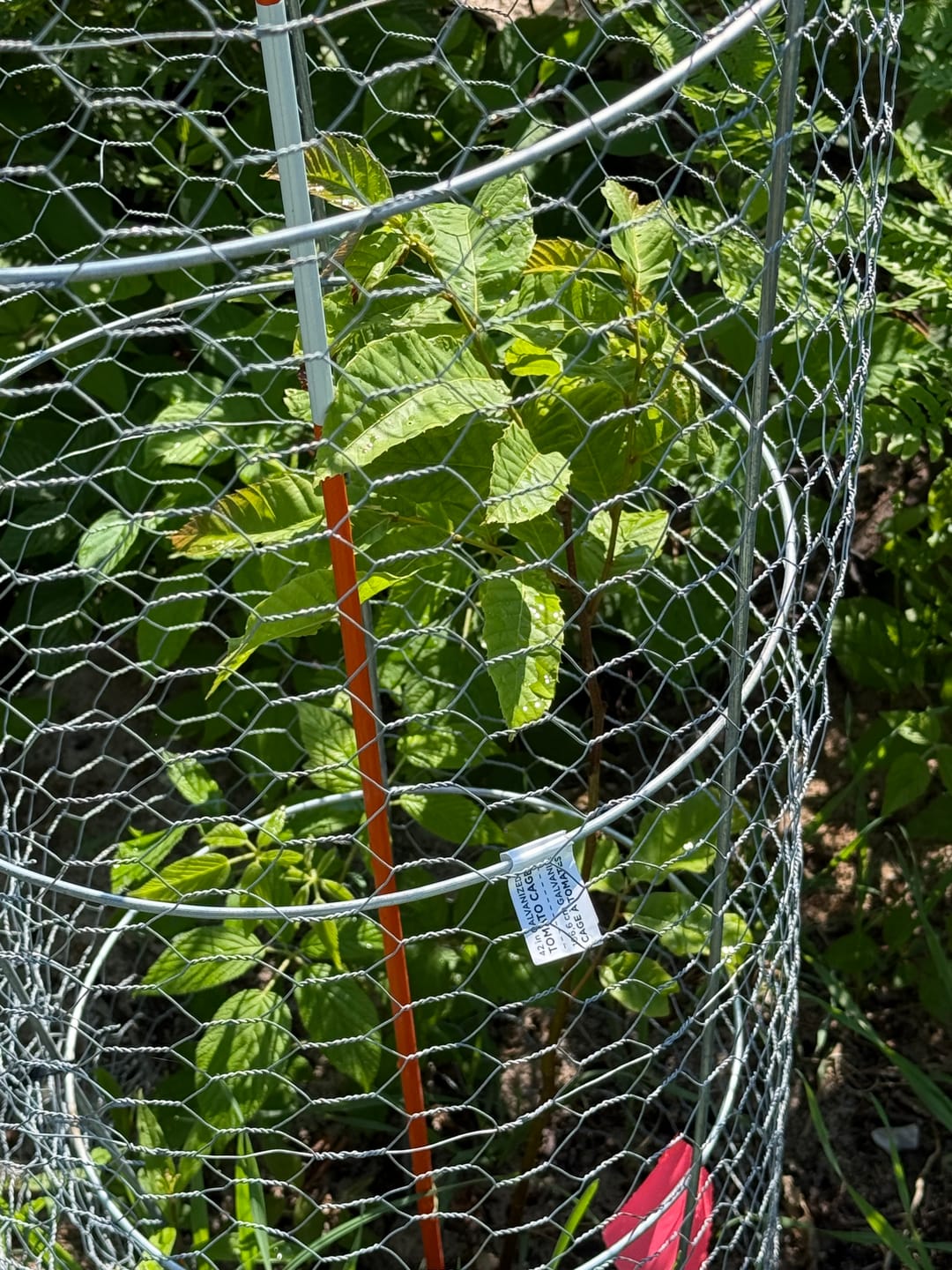 Customer photo review of American Persimmon