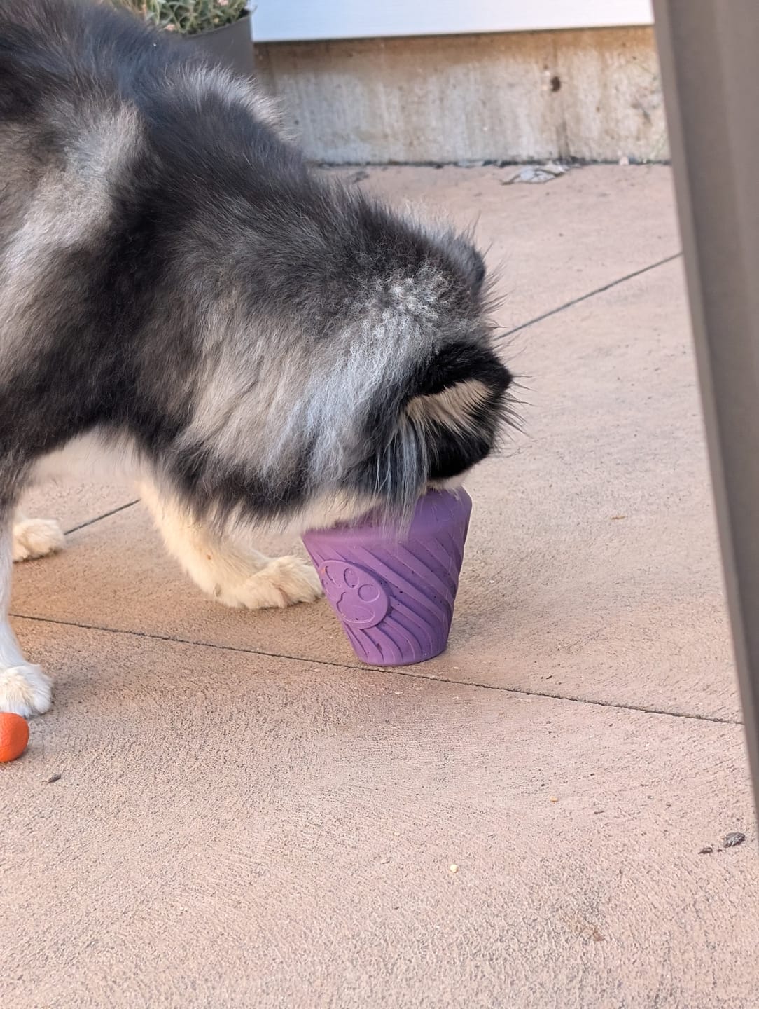 Customer photo review of FreezCone – The Ice-Cream–Shaped Enrichment Dogs Can’t Put Down