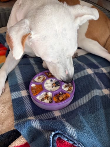 Customer photo review of FreezWheel - Durable Interactive Chew