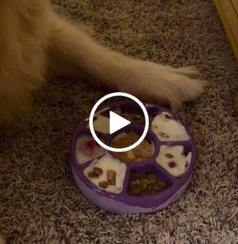 Customer photo review of FreezWheel - Durable Interactive Chew
