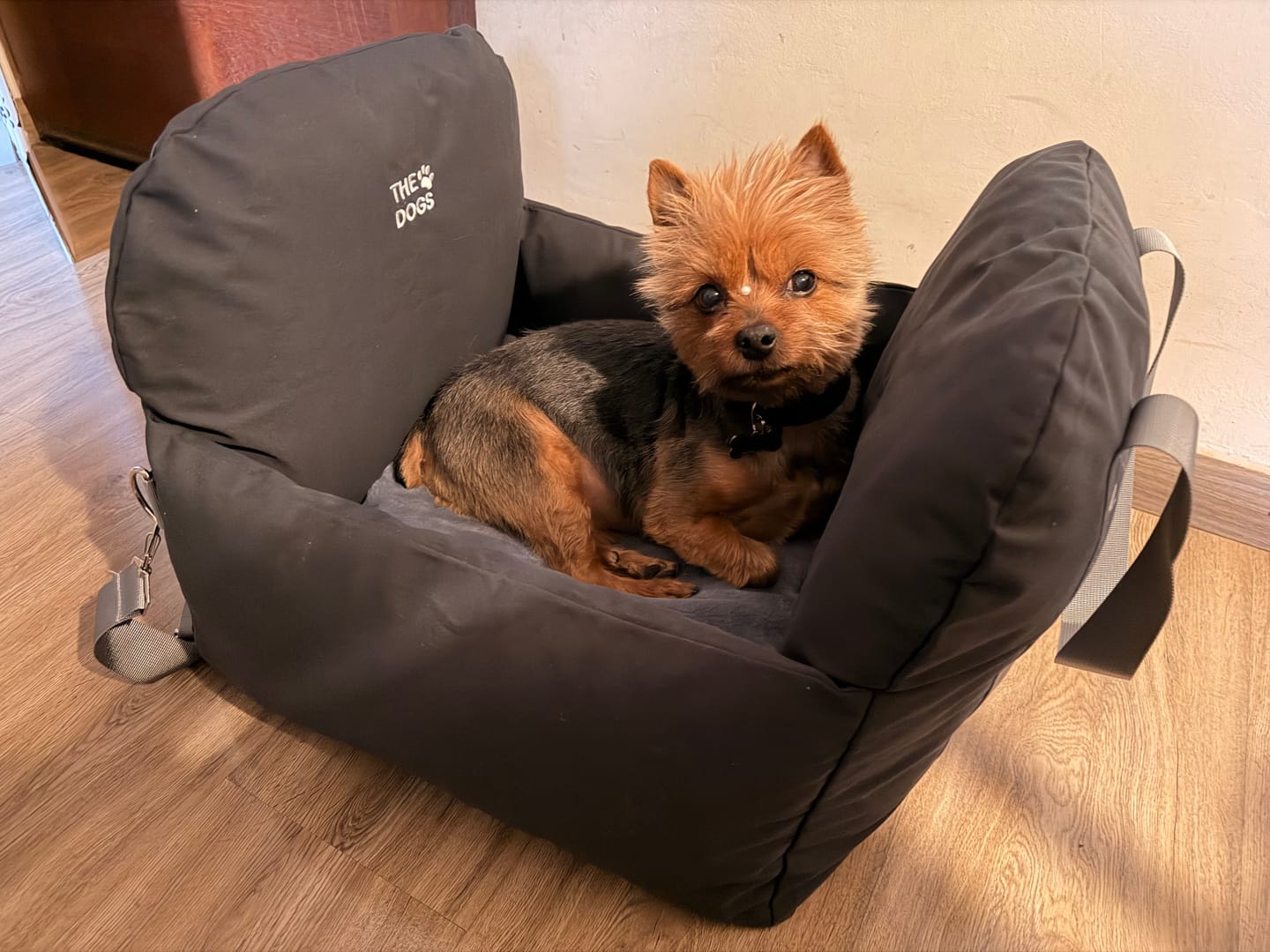 Customer photo review of Asiento Primera Clase THE DOGS — Viajes seguros y cómodos