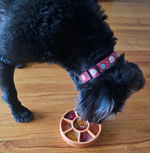 Customer photo review of FreezWheel - Durable Interactive Chew