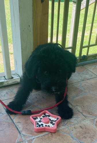 Customer photo review of FreezStar - Long-Lasting Star Chew