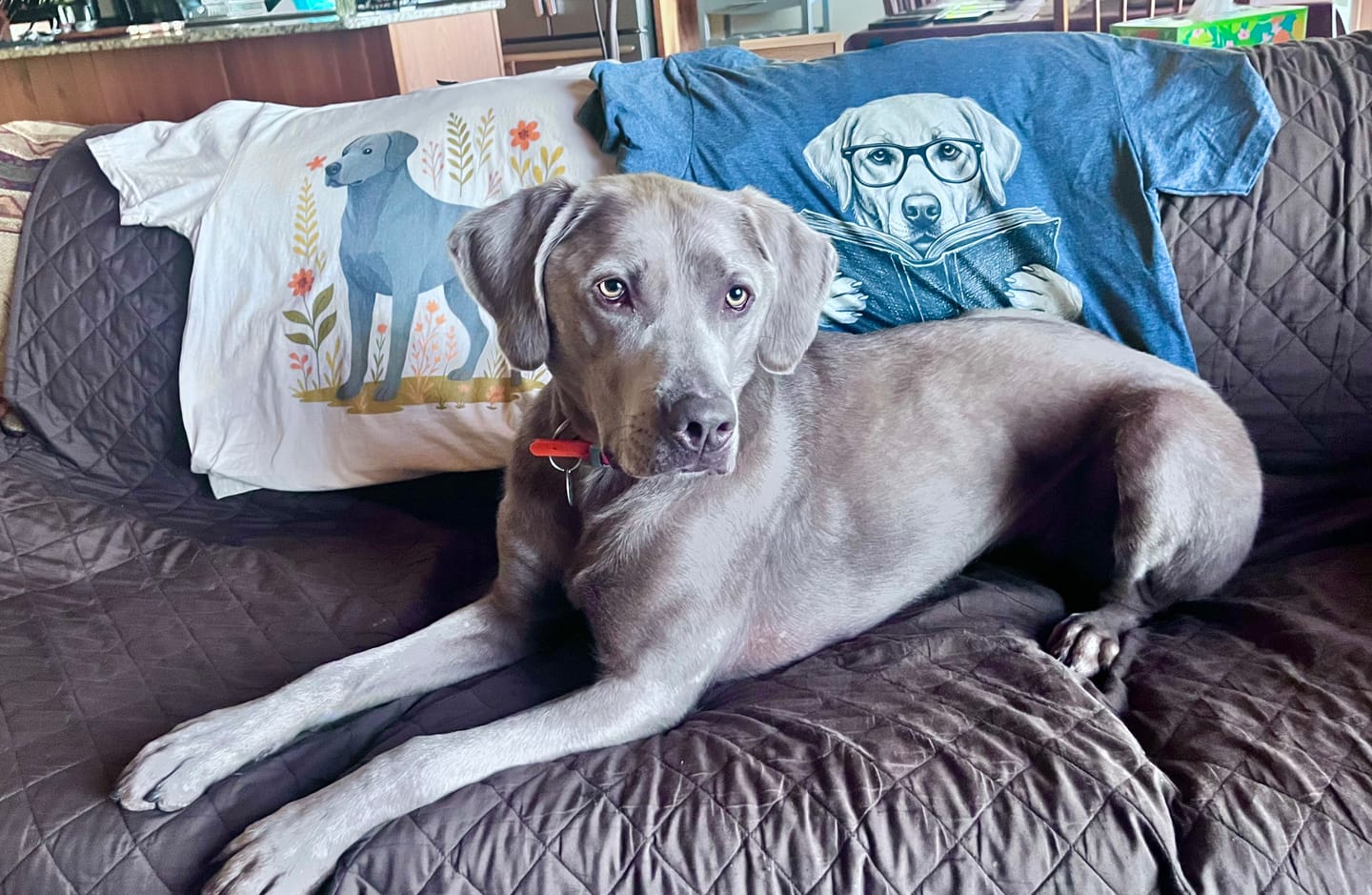 Customer photo review of Labrador Book Lover
