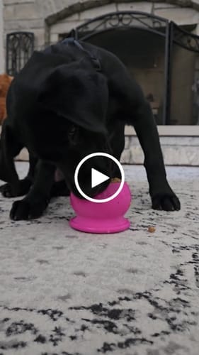 Customer photo review of Freezball - Durable Fillable Dog Chew Bone