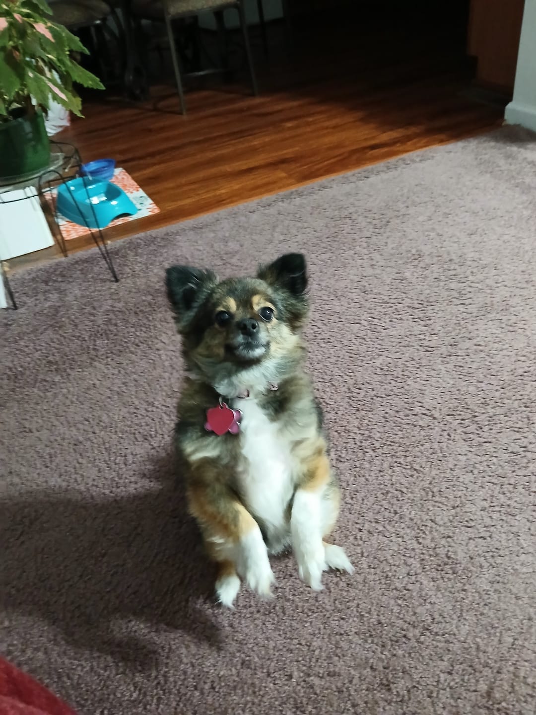 Customer photo review of Dog Itch, Allergy & Immune Support Remedy