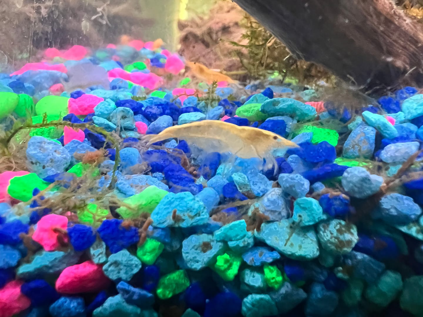 Customer photo review of Neon Yellow Shrimp "NEW"
