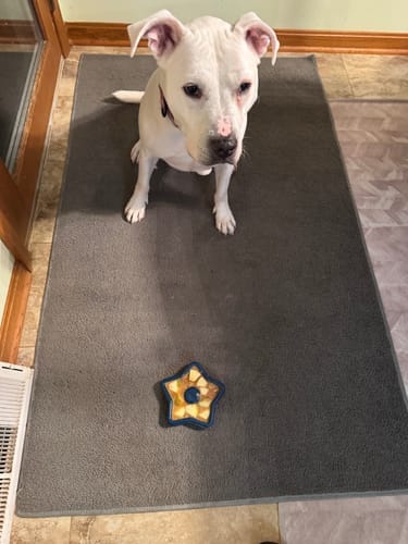 Customer photo review of FreezStar - Long-Lasting Star Chew