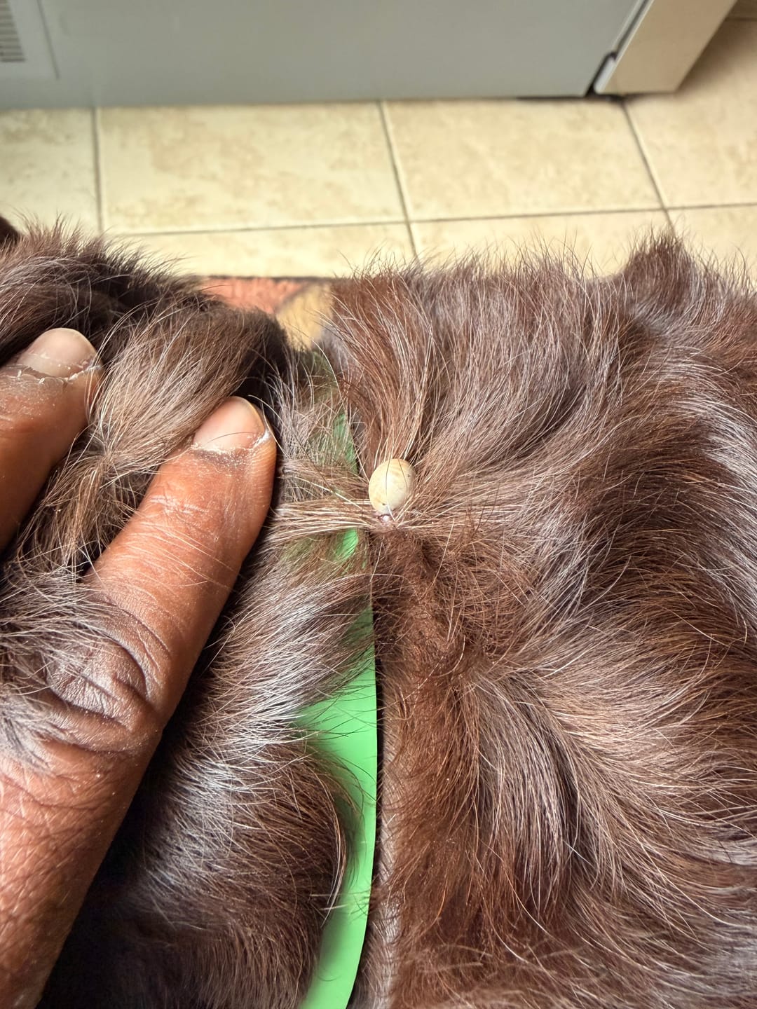 Customer photo review of FurLife™ - 8 Months All Natural Flea and Tick Collar for Dogs