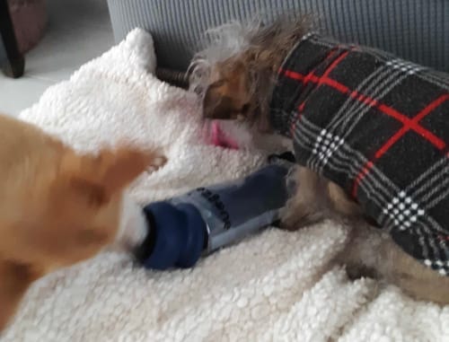 Customer photo review of Freezball - Durable Fillable Dog Chew Bone