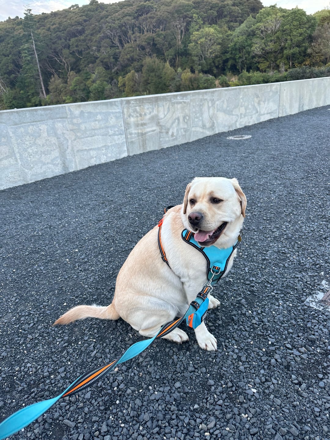 Customer photo review of Neotech Harness