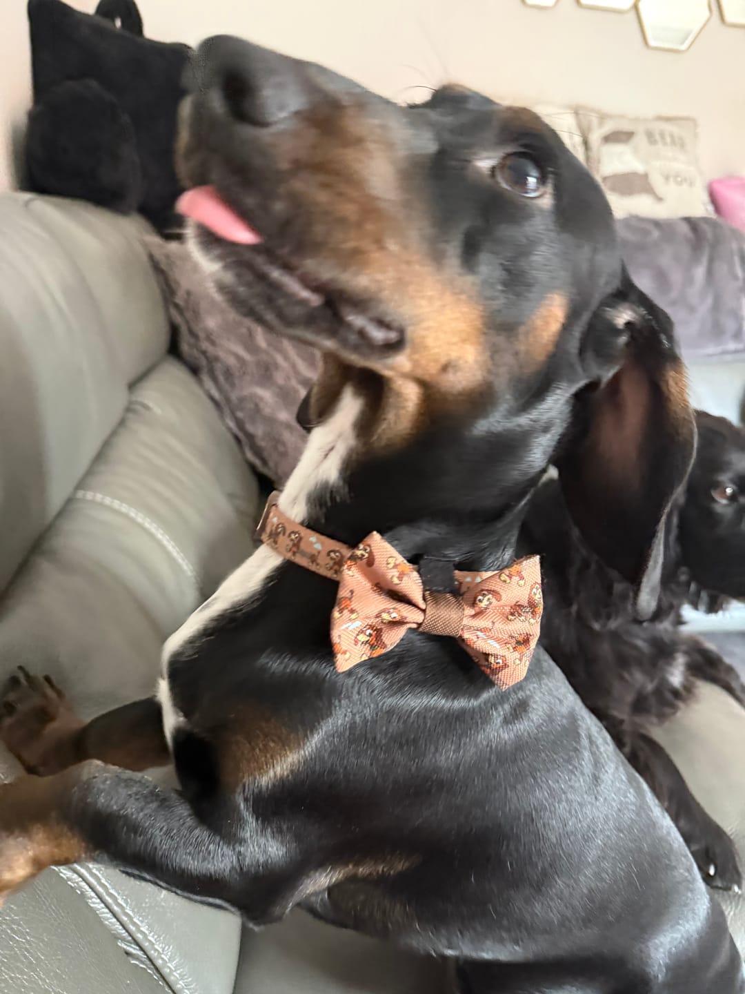 Customer photo review of Disney© Bow Tie - Slinky