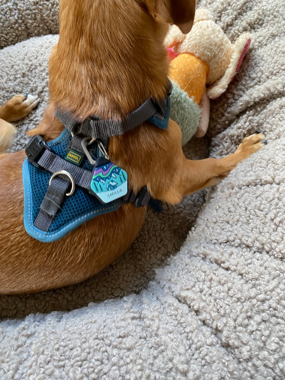 Customer photo review of Northern Lights - Silent Dog ID Tag